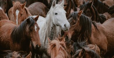 Caballos de diferentes colores