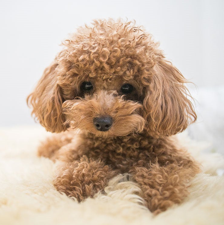 Perro caniche o poodle con el pelo ensortijado