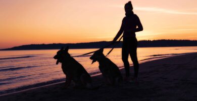 Perros en la orilla del mar