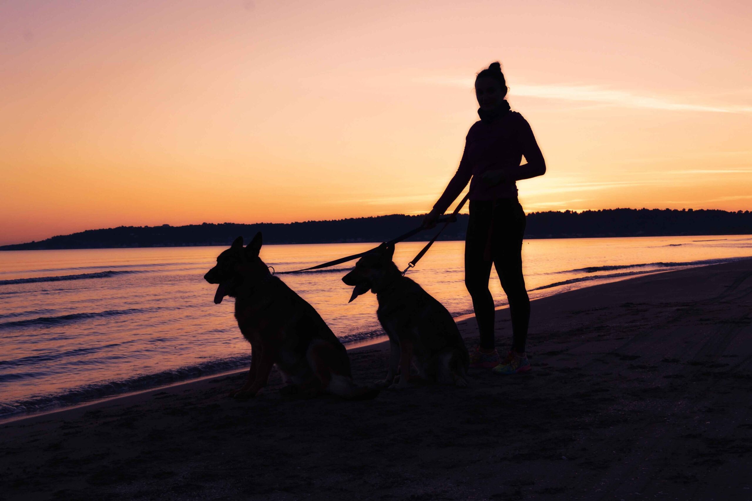 Perros en la orilla del mar