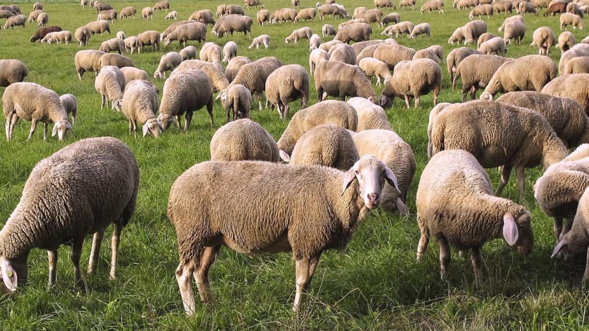 Imagen de ovejas en un prado