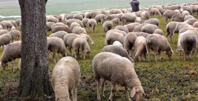 Ovejas pastando en un campo