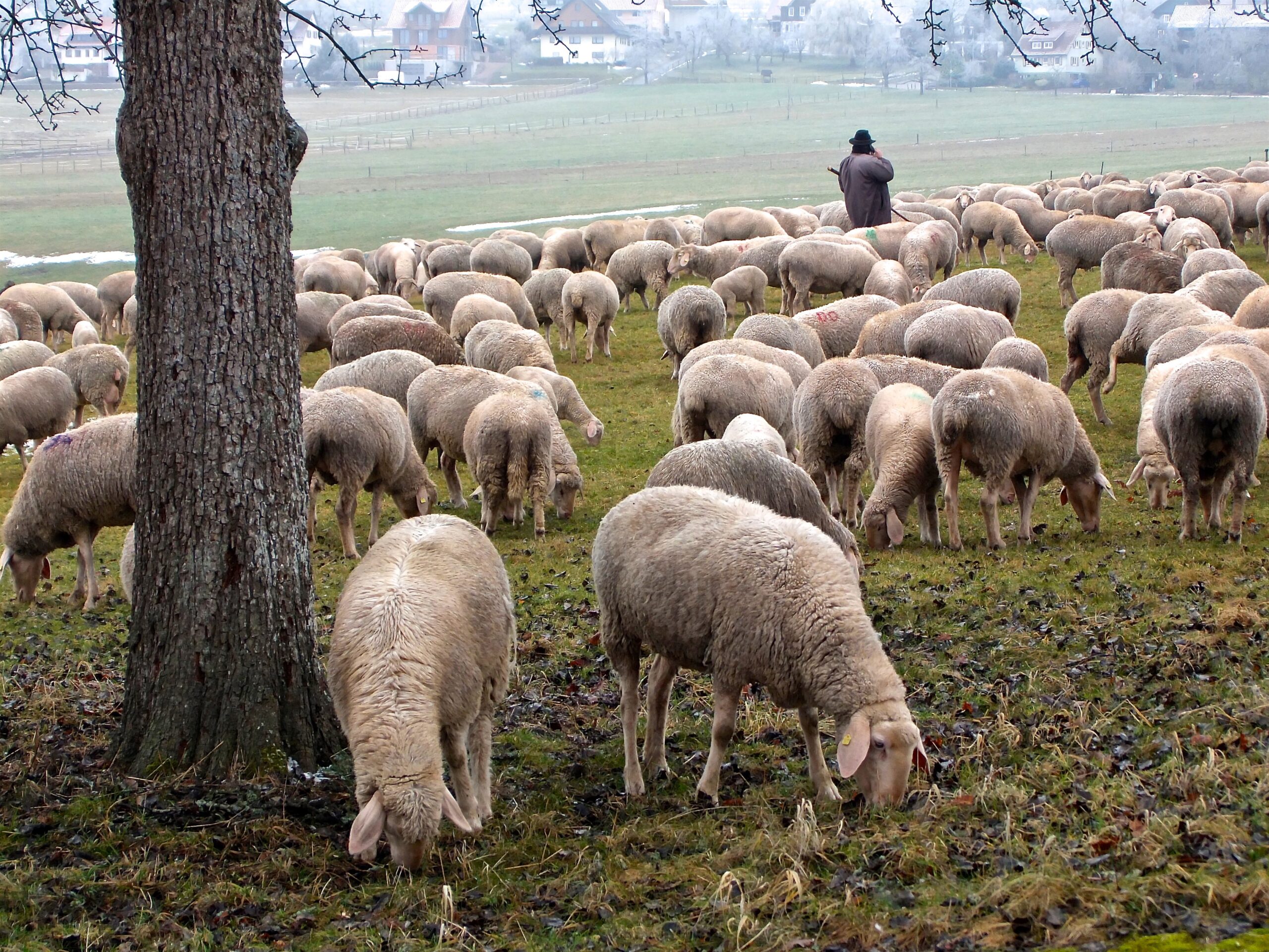 Ovejas pastando en un campo