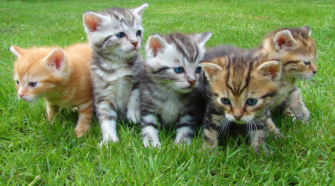 Gatos de diferentes colores en un prado