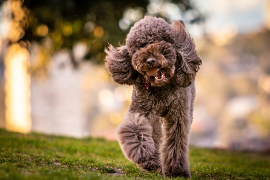 Maquina fashion para pelar perros de agua