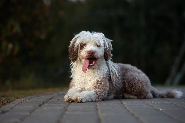 Perro de agua de pelo largo