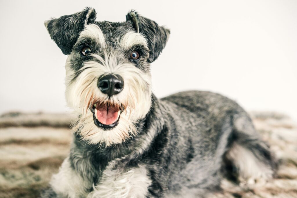 Perro Schnauzer