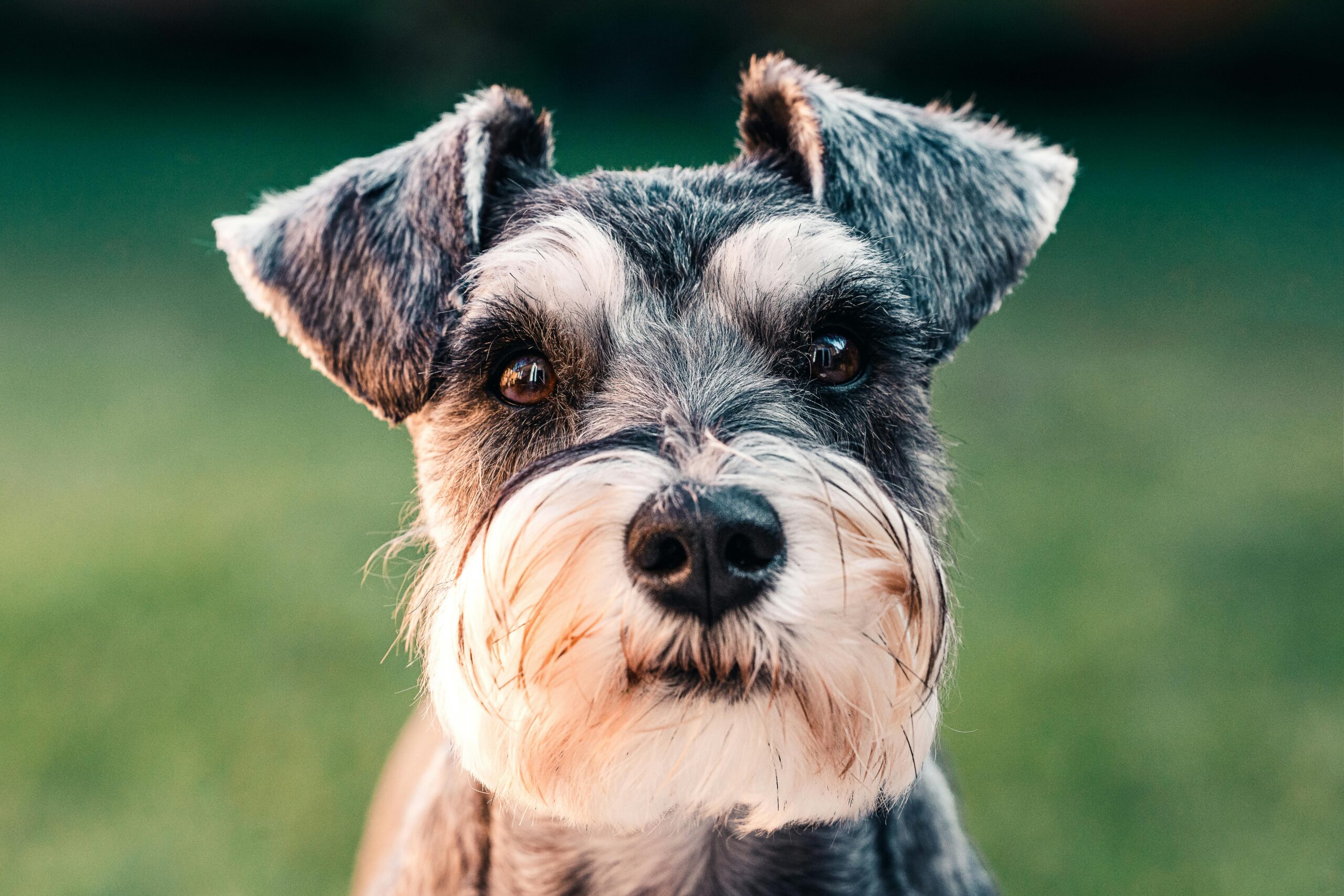 Perro Schnauzer