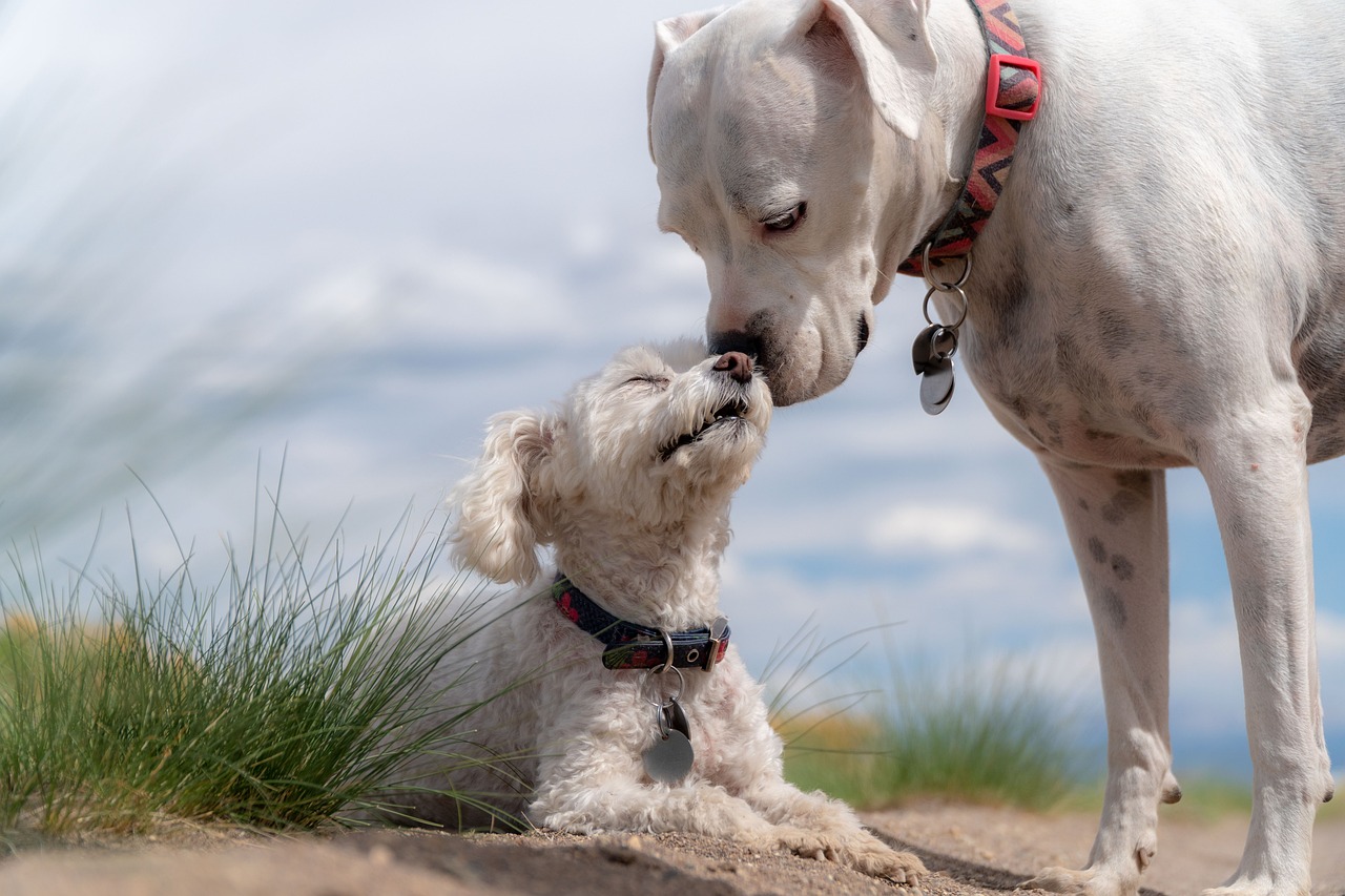 Perros grandes