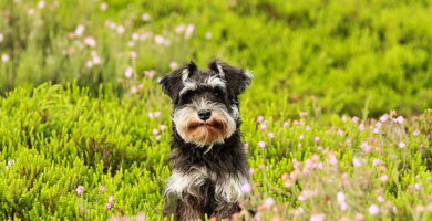 Perro de raza Schnauzer