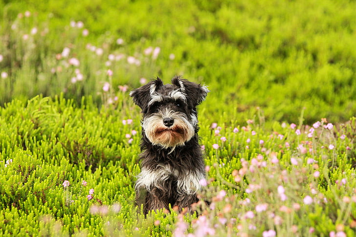 Perro de raza Schnauzer