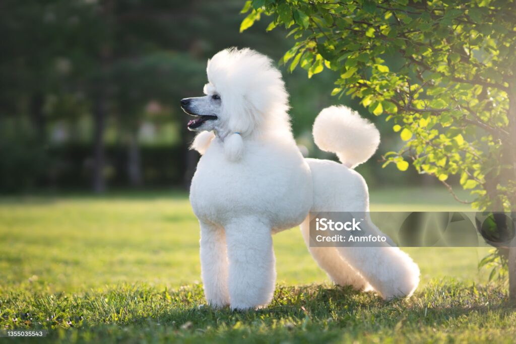 Caniche corte tipo inglés