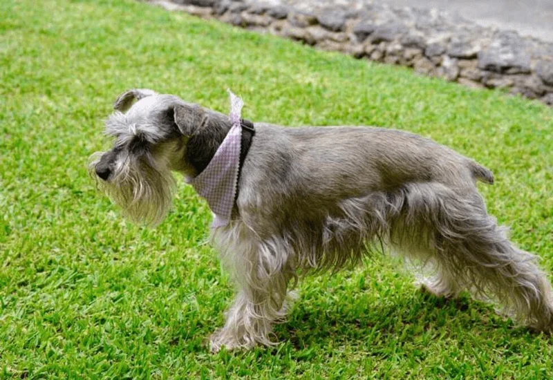 Corte afeitado Schnauzer