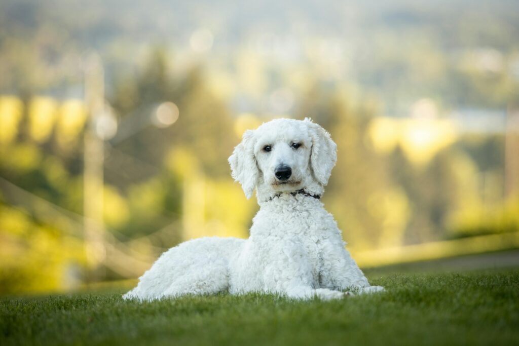 Caniche corte de pelo moderno