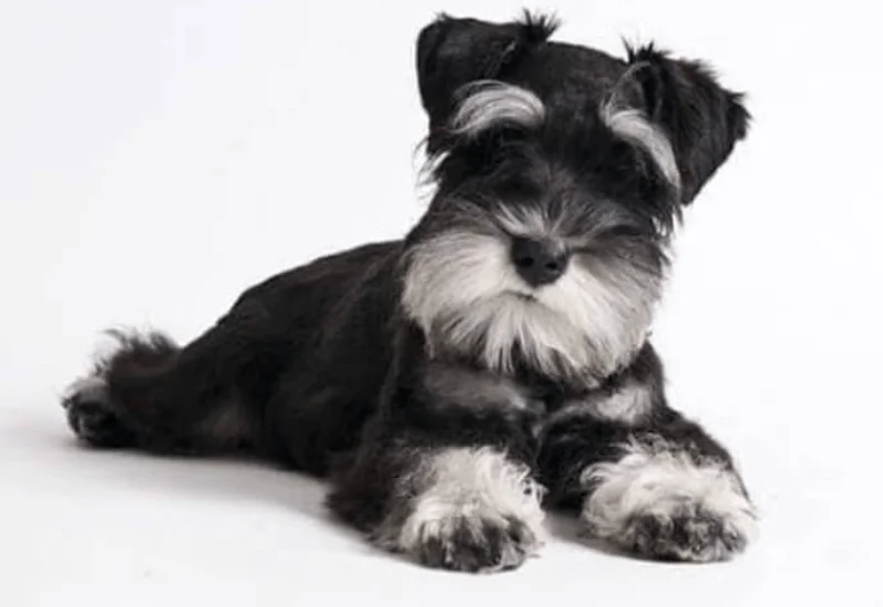 Corte tipo puppy para Schnauzer