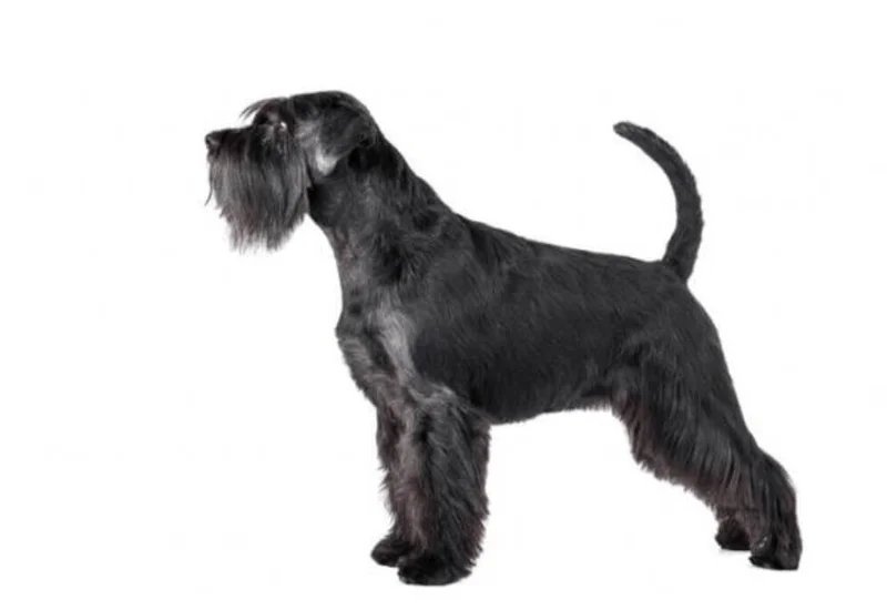 Corte de pelo tipo tradicional para Schnauzer