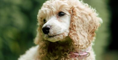 Cómo cortar el pelo a un caniche