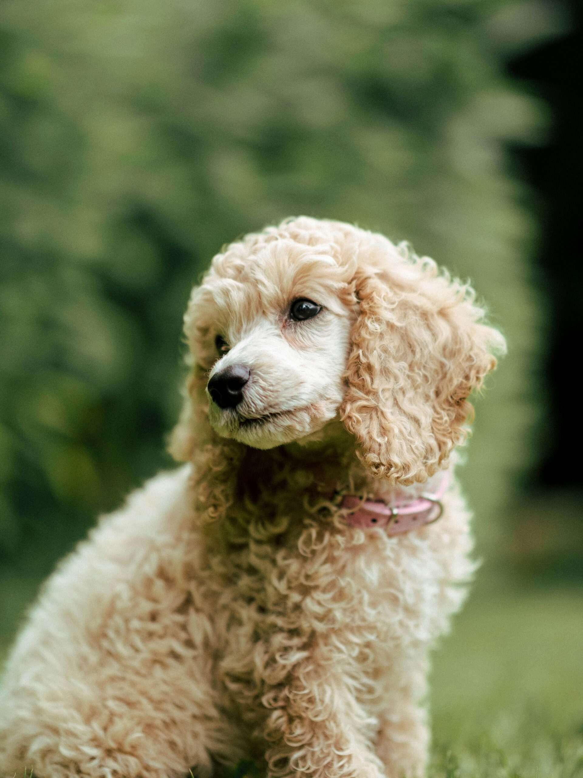 Cómo cortar el pelo a un caniche